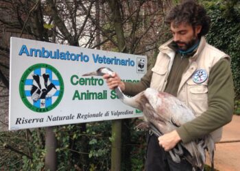 Gru ferita liberata nel Delta del Po