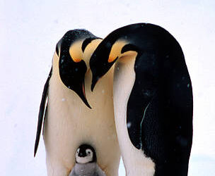 I papà più premurosi in natura