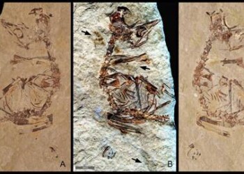 I primi fossili di uccelli preistorici appena usciti dall’uovo