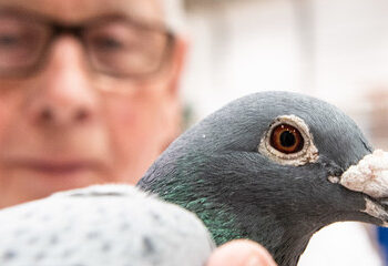 Il piccione viaggiatore da 1,25 milioni di euro