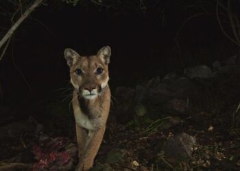Il puma in California rischia l’estinzione, è allarme rosso