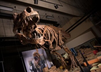 In Canada il più grande T-rex mai scoperto
