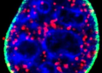 In trappola la proteina ‘doppia-faccia’ dei tumori