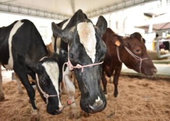 Inalca e Coldiretti insieme per il benessere dei bovini  