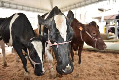Inalca e Coldiretti insieme per il benessere dei bovini  