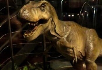 L’America riscopre il tremendo fascino del Tirannosauro