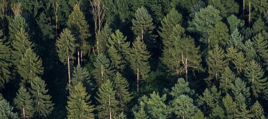 Le foreste tornano a crescere. Ma non dove siamo abituati a vederle