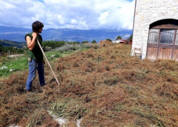 M5S, pagamenti Psr fermi su biologico