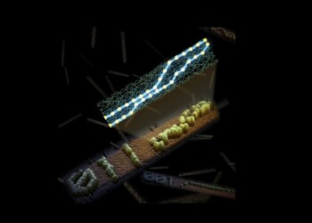 Molecole di Dna si assemblano in un computer vivente