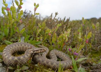 Morso da una vipera, è grave