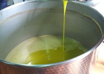 Olio, premio Slow Food a cinque aziende