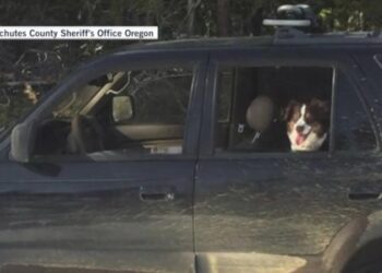 Oregon, un uomo e il suo cane sopravvivono per giorni sotto la neve