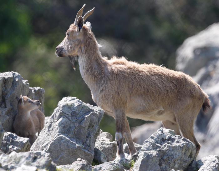 Pasqua: Capretto del Piemonte, nasce marchio qualità 100%