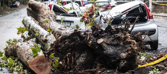 strage alberi caduti