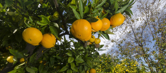 agricoltori pugliesi