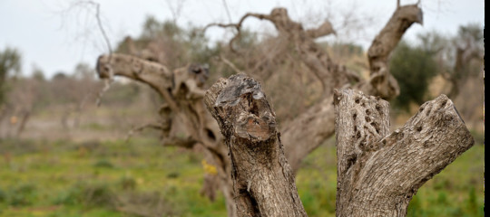 agricoltori pugliesi