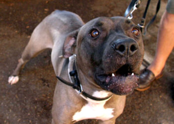 Pit bull morse passante, due condanne