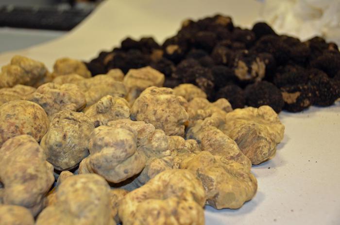Progetto Truffleland Urbani, 170 mila le piante tartufigene