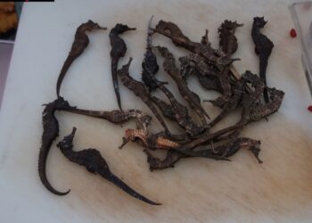 Sequestrati 26 cavallucci marino