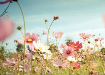 Sostenibilità: Enea, progettare aree verdi con il ‘giardiniere virtuale’  