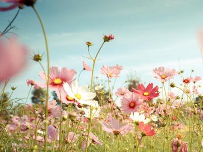 Progettare aree verdi con il 'giardiniere virtuale'