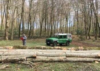 Taglia abusivamente 192 alberi,arrestato