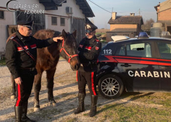Truffa su acquisto cavalli, 8 denunciati