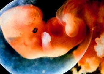 India: malese arrestato in aeroporto con embrione, sospetto traffico