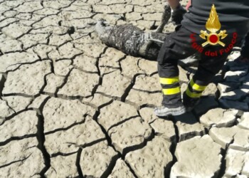 Vvf soccorrono daino in difficoltà