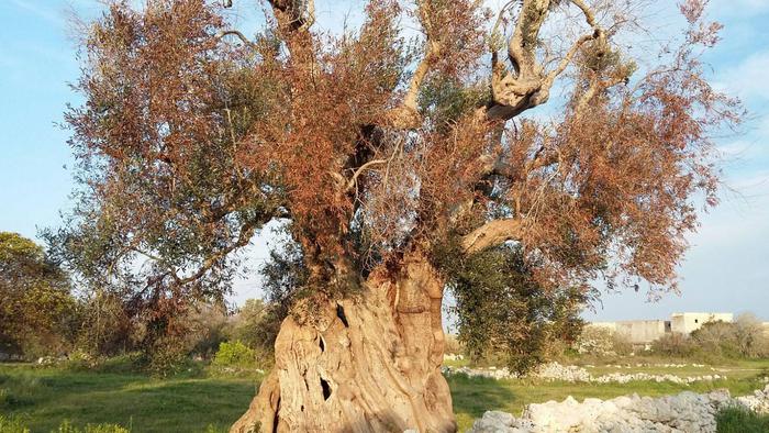 Xylella:contagiato ulivo millenario in piazza S.Oronzo Lecce