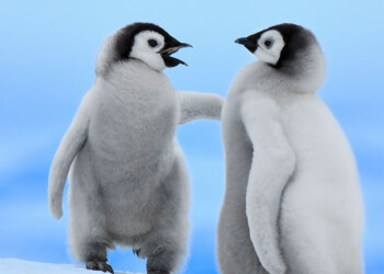 10 cose da sapere sul pinguino imperatore