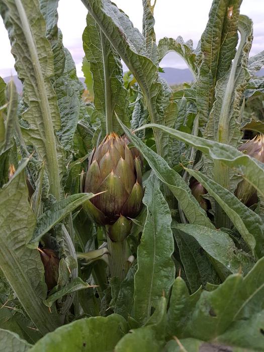 A Cerda si celebra il carciofo