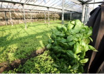 Ai coltiva basilico più gustoso