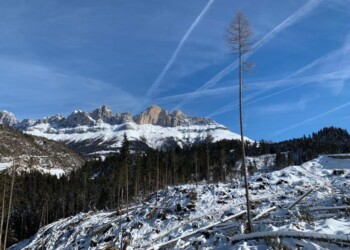 Allerta Alfa per i cimiteri degli alberi