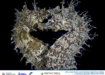 Ambiente: Obiettivo Terra, vince foto cavallucci marini di Punta Campanella
 