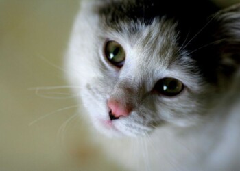 Anche i gatti riconoscono il loro nome