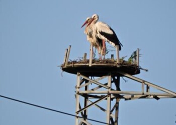 Animali: Cicogna bianca, 6 coppie nidificanti in più in Calabria  