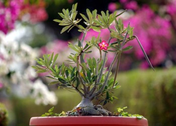 Arco invasa dai bonsai