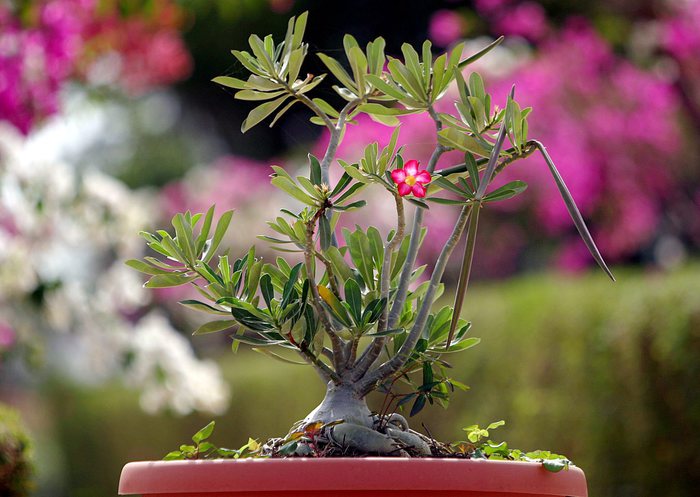 Arco invasa dai bonsai