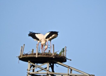 Aumentano coppie cicogne in Calabria