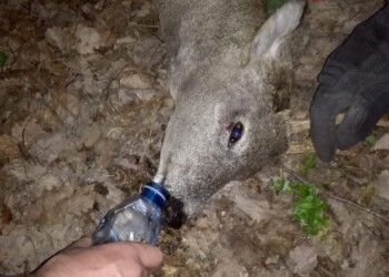 Capriolo soccorso da vigili Fuoco Agnone