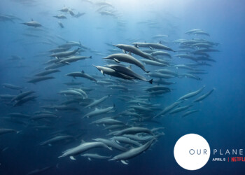 Cinque cose da sapere sulla serie “Our Planet”