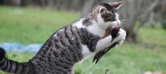 eliminare gatti salvare uccelli