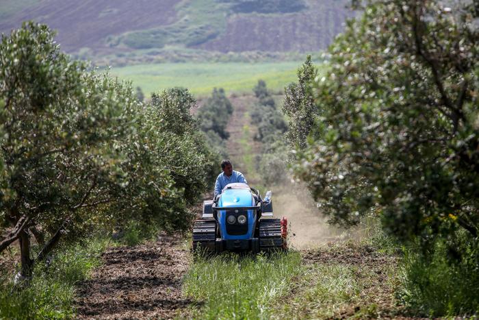 Filiera olio, l’Italia guidi il Consiglio Internazionale