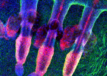 Gli interruttori per la giovinezza di pelle e cervello