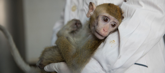 I primi sorprendenti risultati dei test sulle scimmie transgeniche 