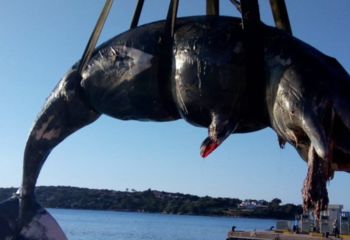 Il capodoglio spiaggiato in Sardegna aveva lo stomaco pieno di plastica