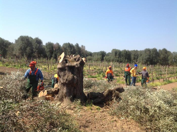 Impiegare la forza lavoro del Reddito di cittadinanza contro la Xylella
