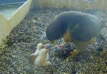 In cima al Pirellone sono nati due falchi pellegrini