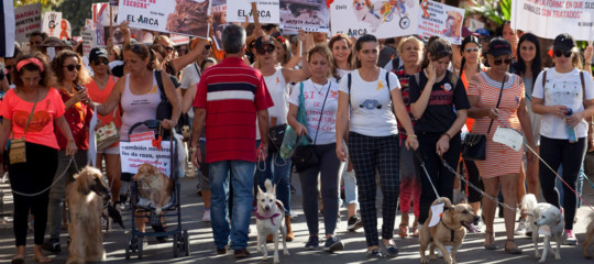 massacro cani cuba